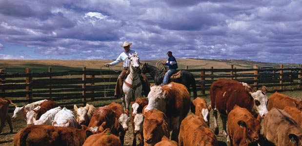 Pictures of Calgary